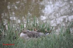 Broedende gans?